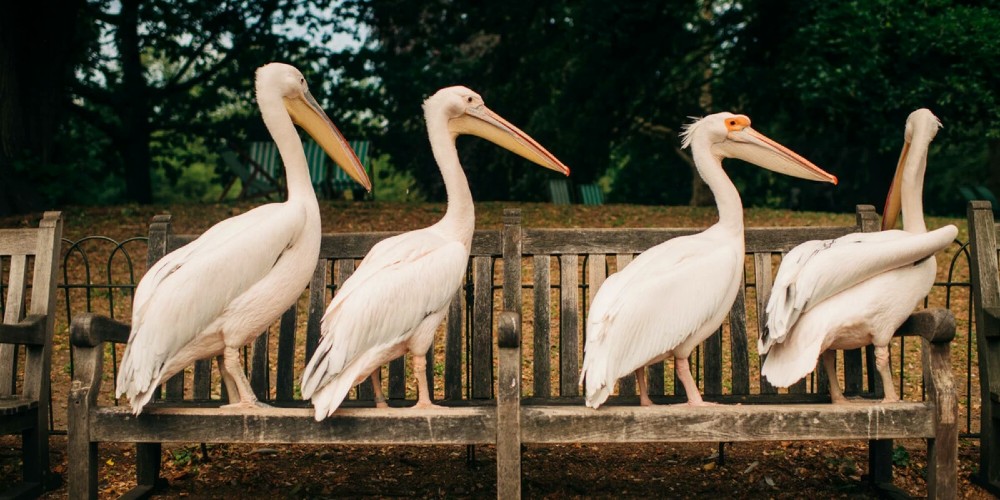 pelicans-st-james-park
