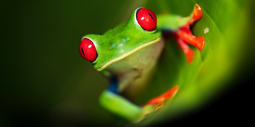 red-eyed-tree-frog