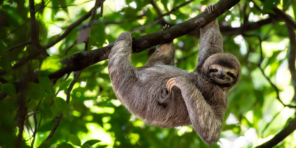 sloth-costa-rica-family-trip-families-worldwide