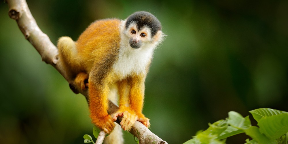 squirrel-monkey-costa-rica
