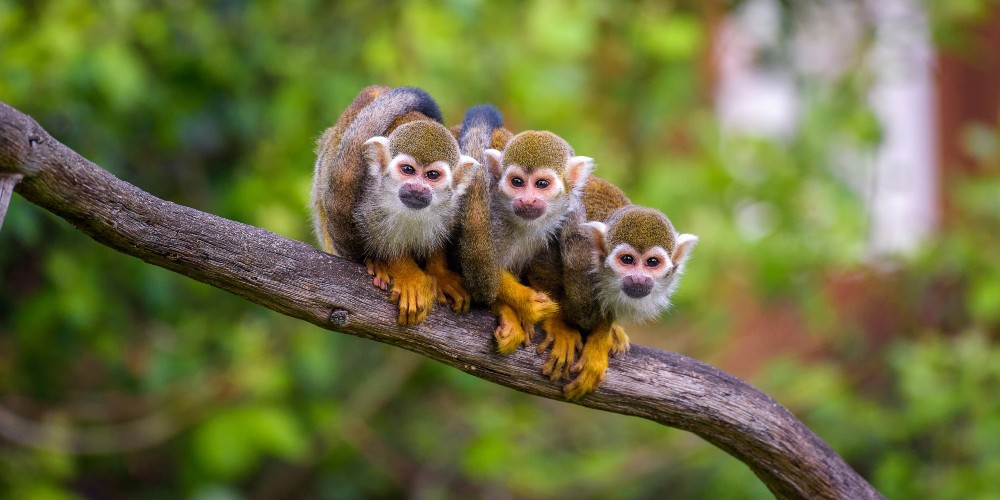 squirrel-monkeys-on-branch