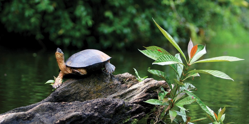 turtle-tortuguero-national-park