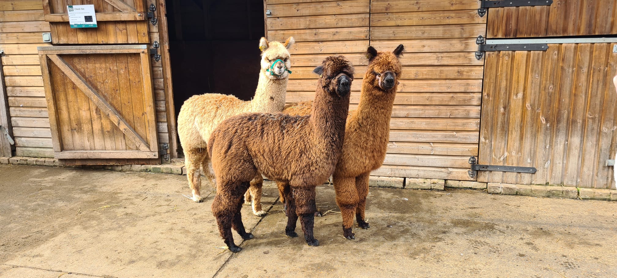 vauxhall-city-farm-free-london-family-activities