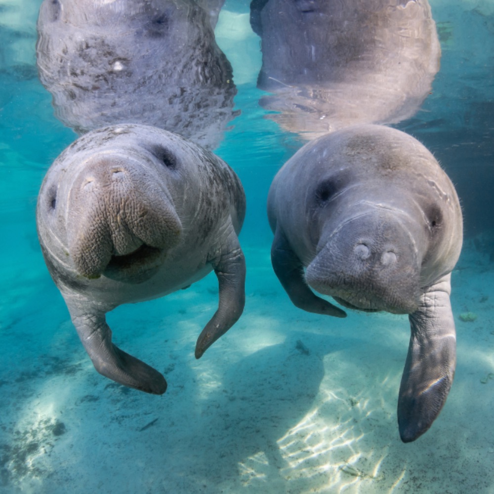 crystal-river-manatees