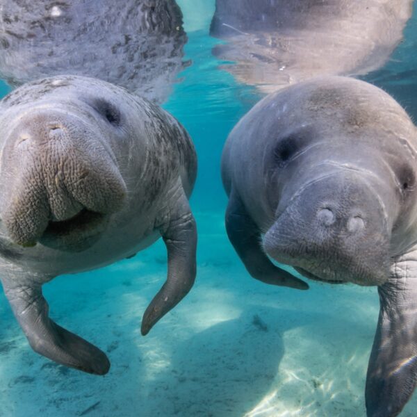 crystal-river-manatees