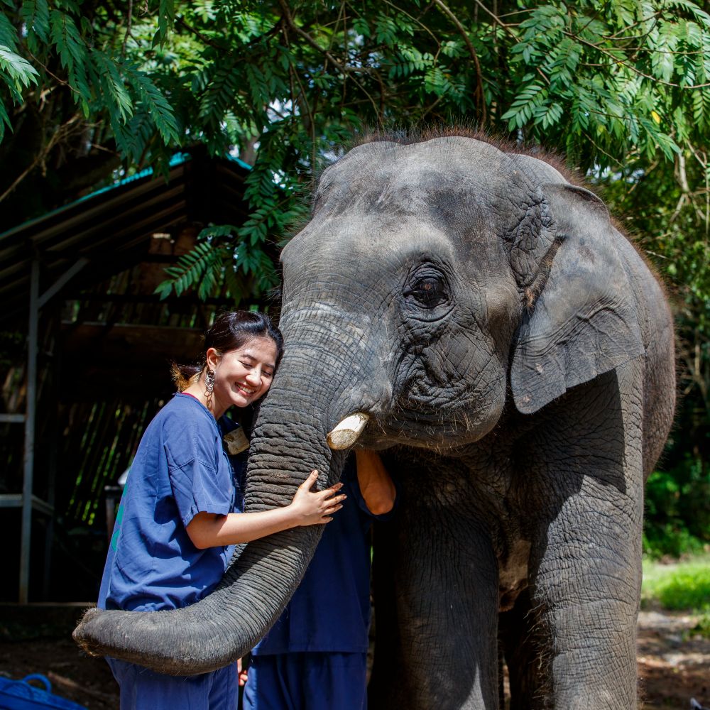 chiang-mai-elephant-sanctuary