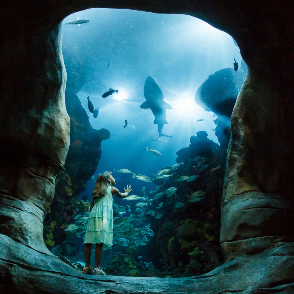 chattanooga-aquarium