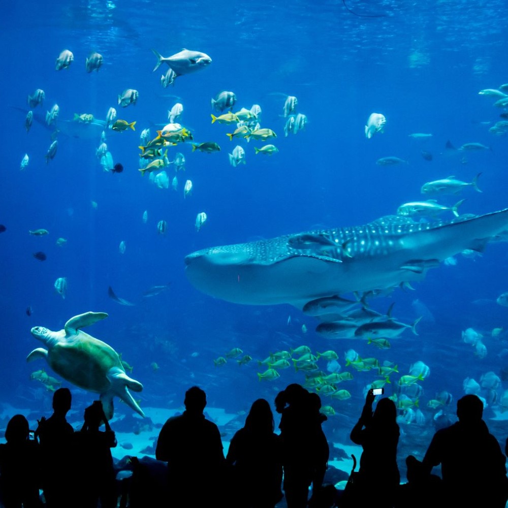 ripleys-aquarium-myrtle-beach-south-carolina