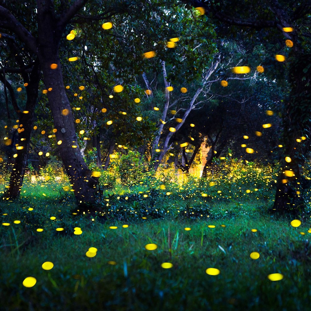 synchronous-fireflies-congaree-national-park