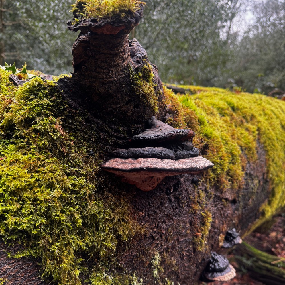 fungi-tree-trunk-new-forest