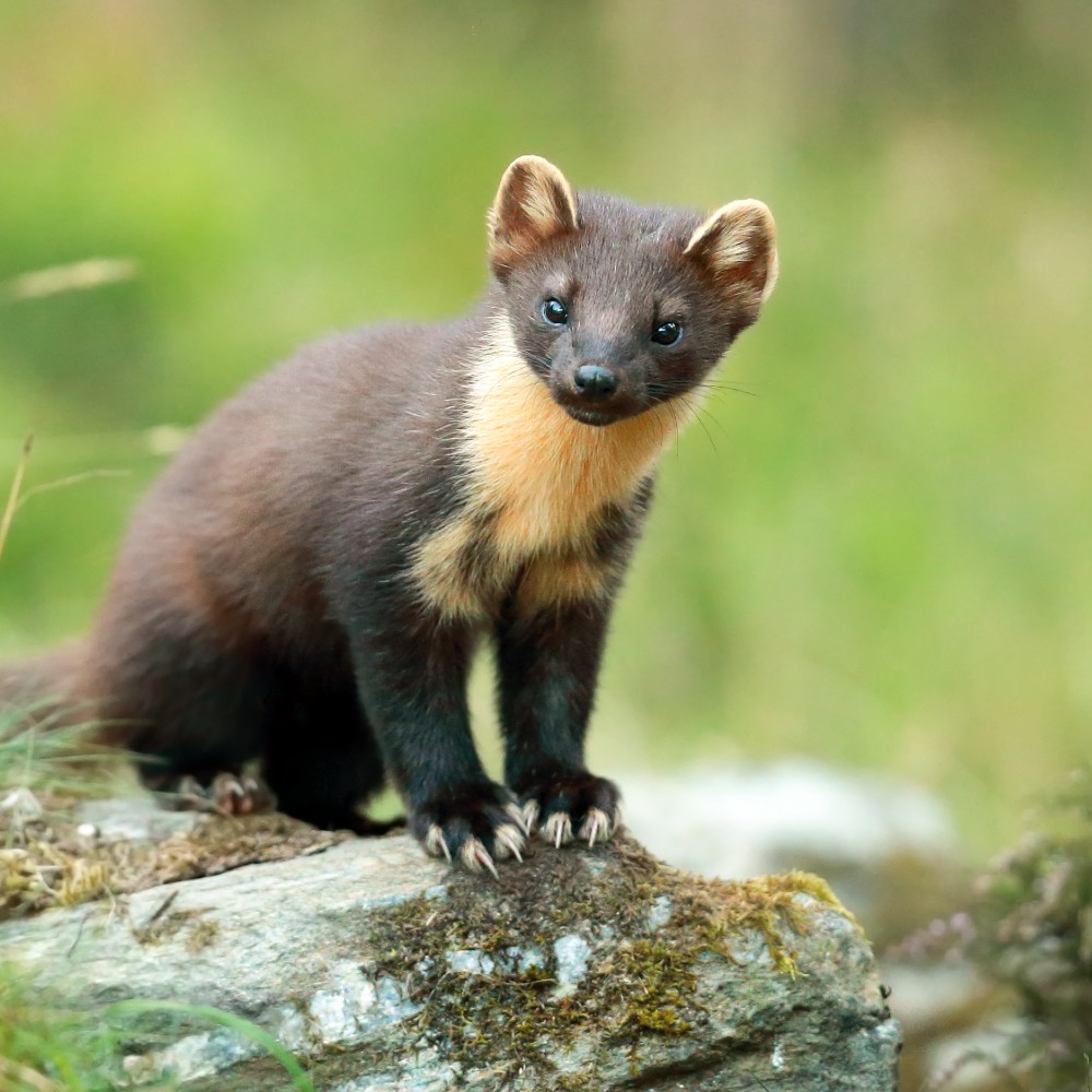 pine-marten-new-forest
