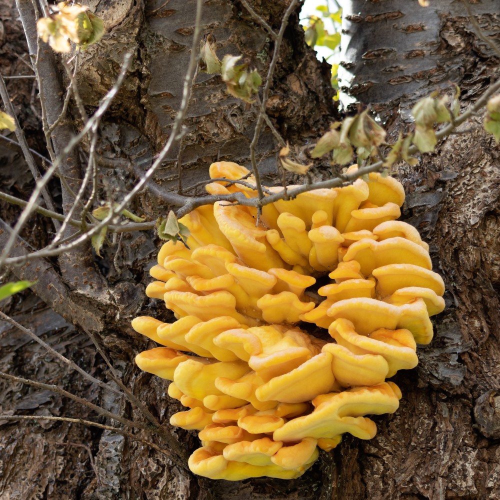 witch-butter-fungus