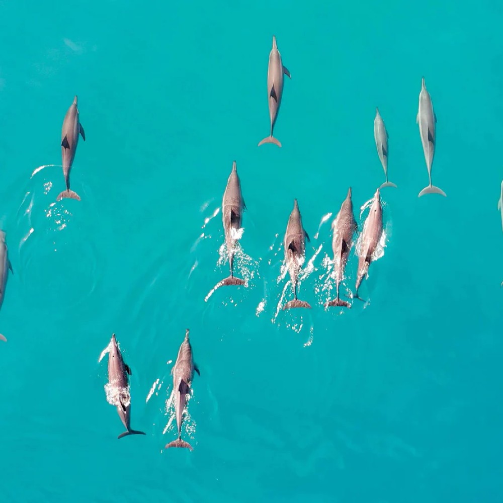 dolphin-excursion-ritz-carlton-maldives