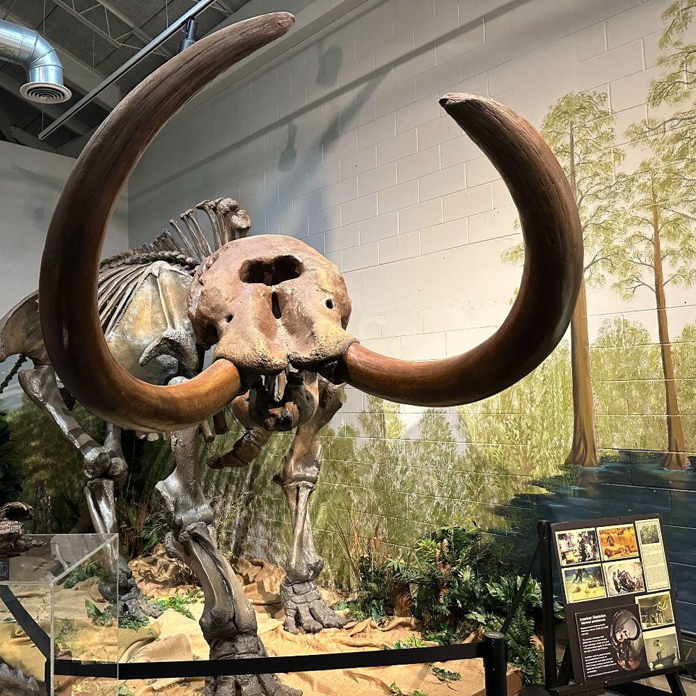 brevard-museum-of-natural-history-space-coast-family-activities