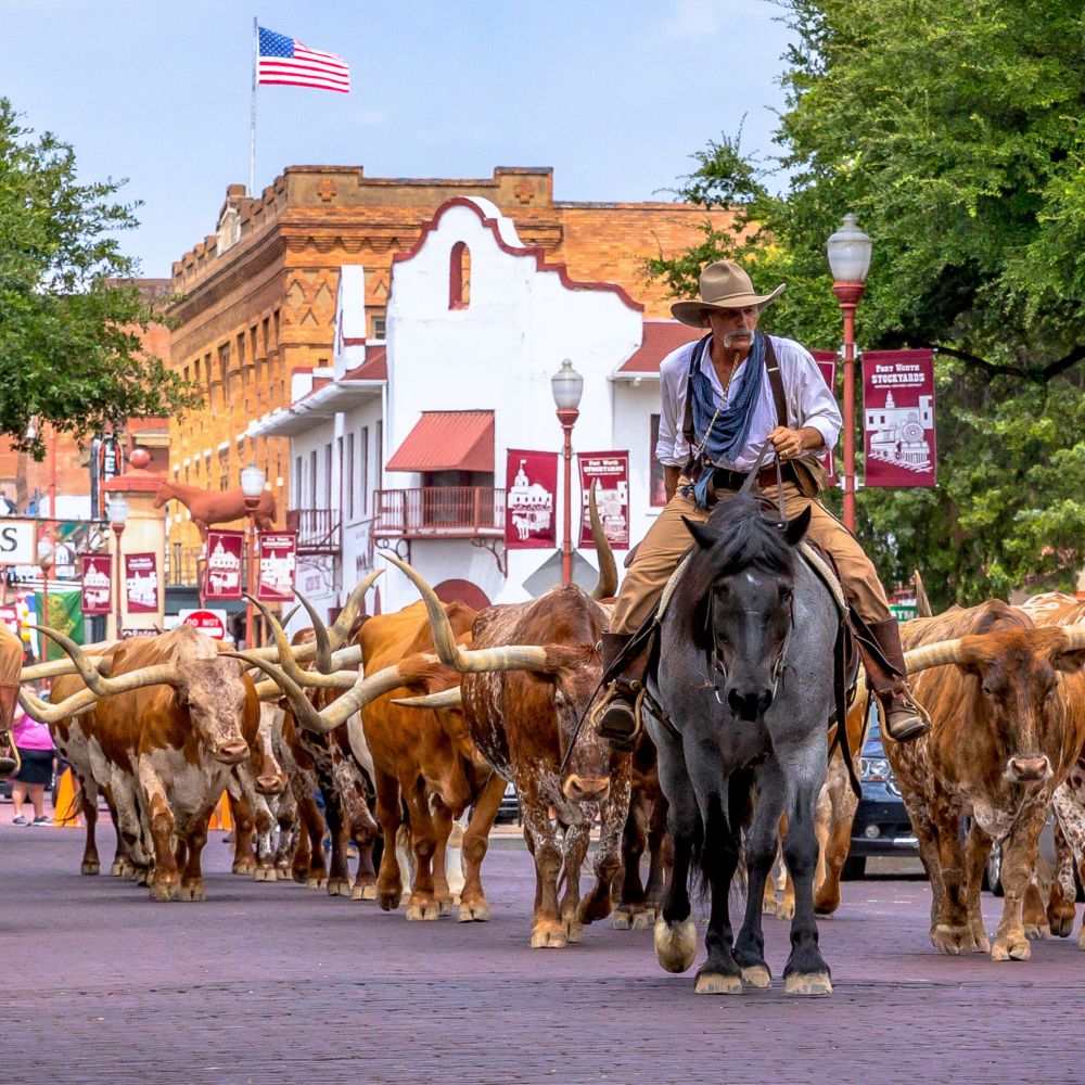 cattle-drive-fort-worth-stockyards
