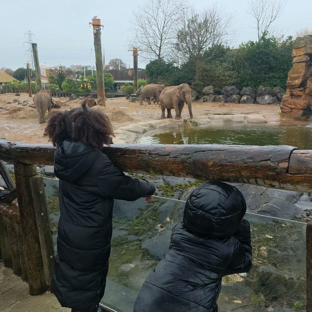 children-watching-elephants-chester-zoo