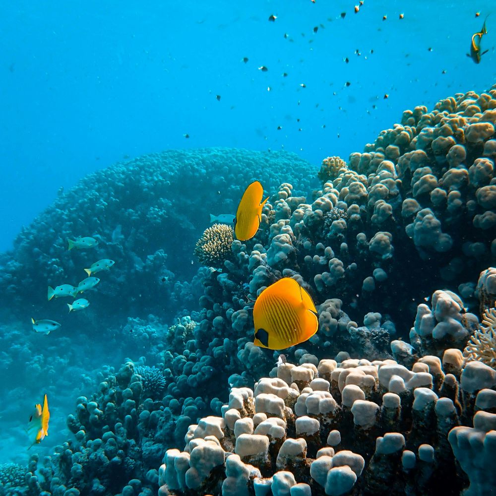 coral-reef-sharm-el-sheikh