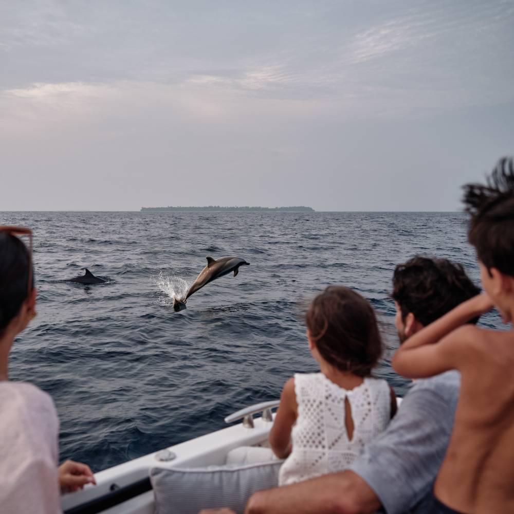 dolphin-watching-indian-ocean