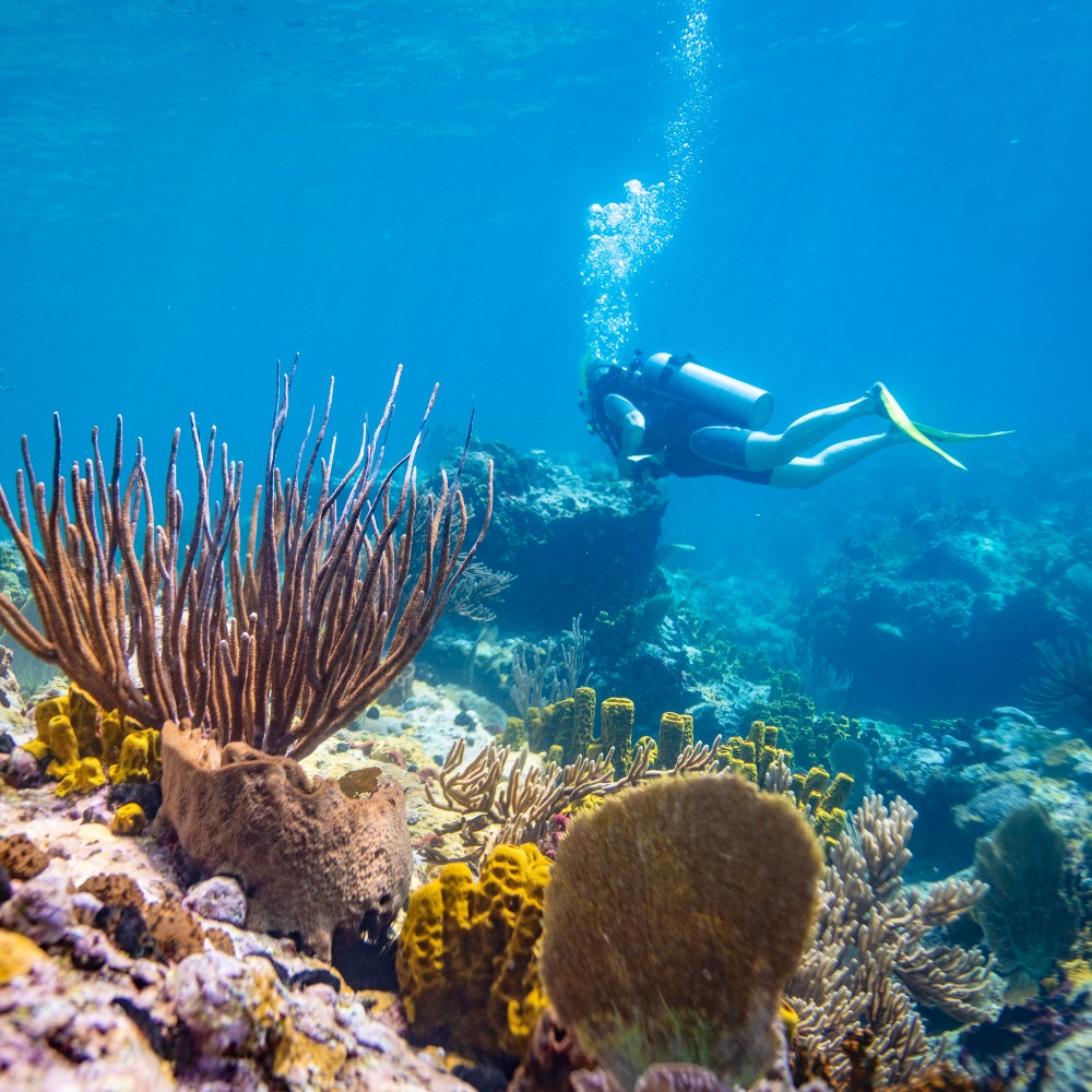 diving-caribbean