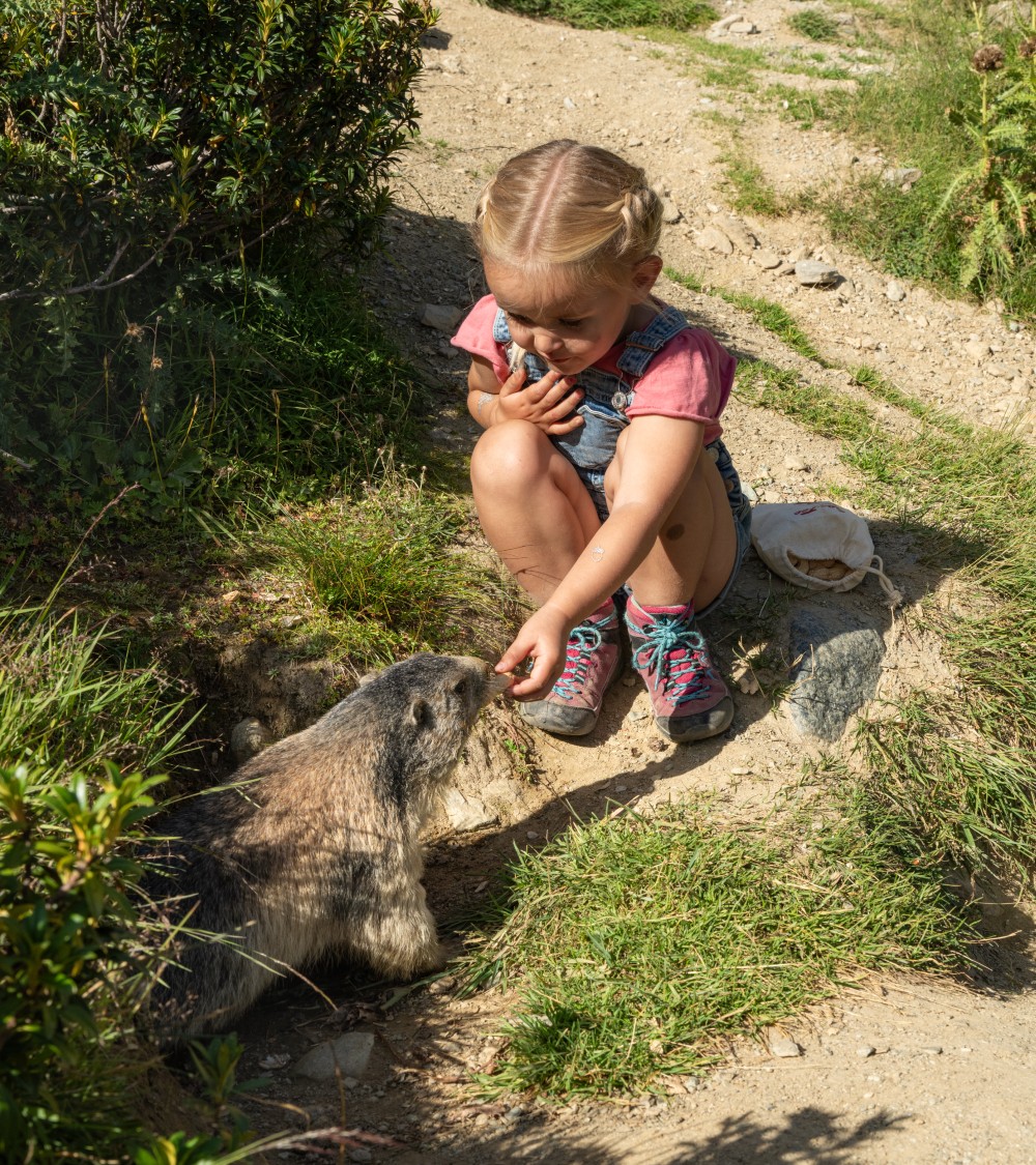 feeding-marmots-summer-in-saas-fee