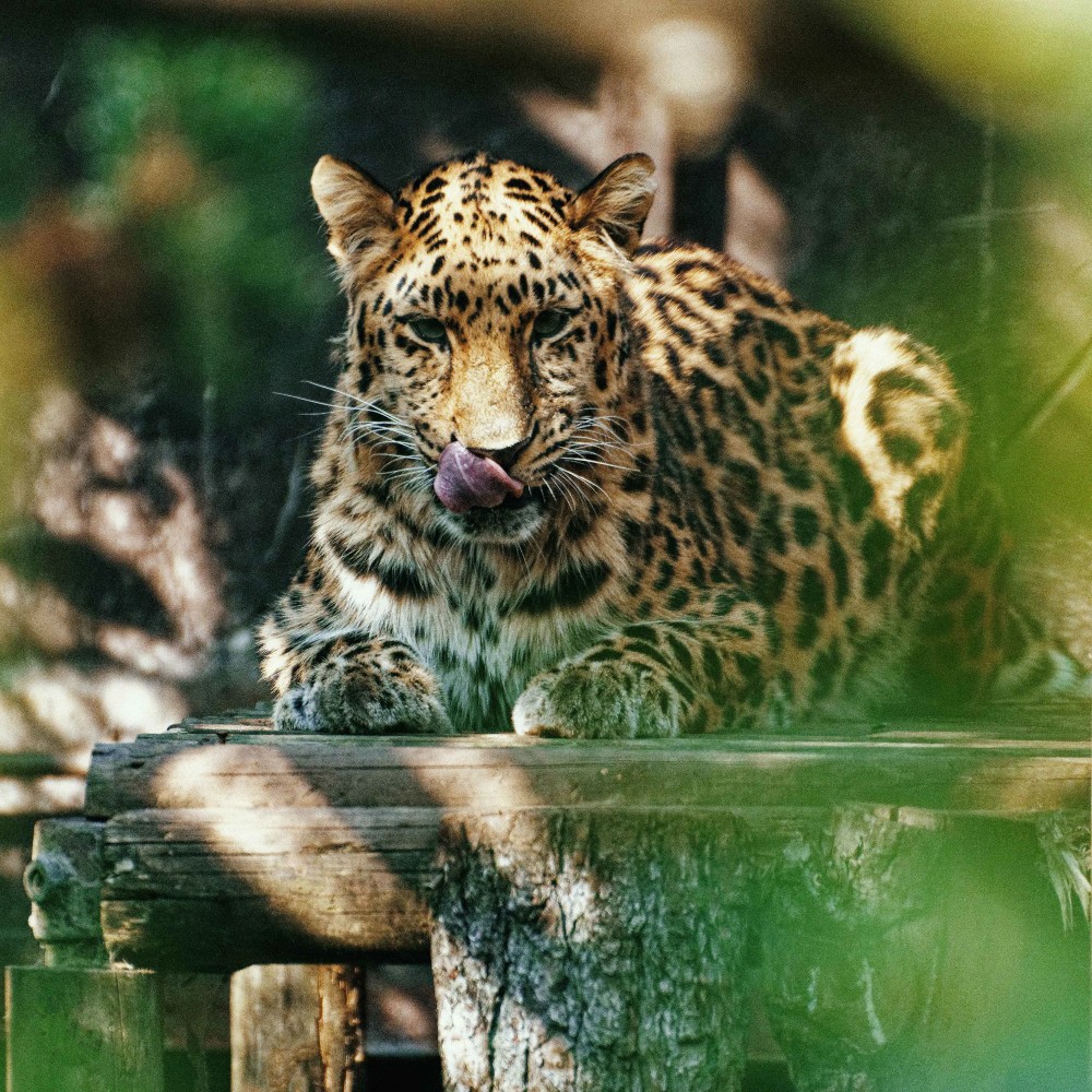 leopard-twycross-zoo-february-half-term
