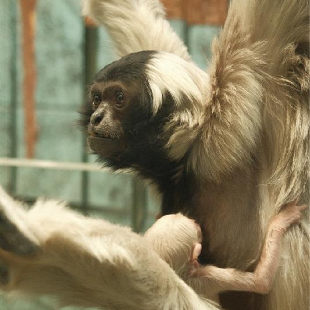 pileated-gibbon-baby-twycross-zoo