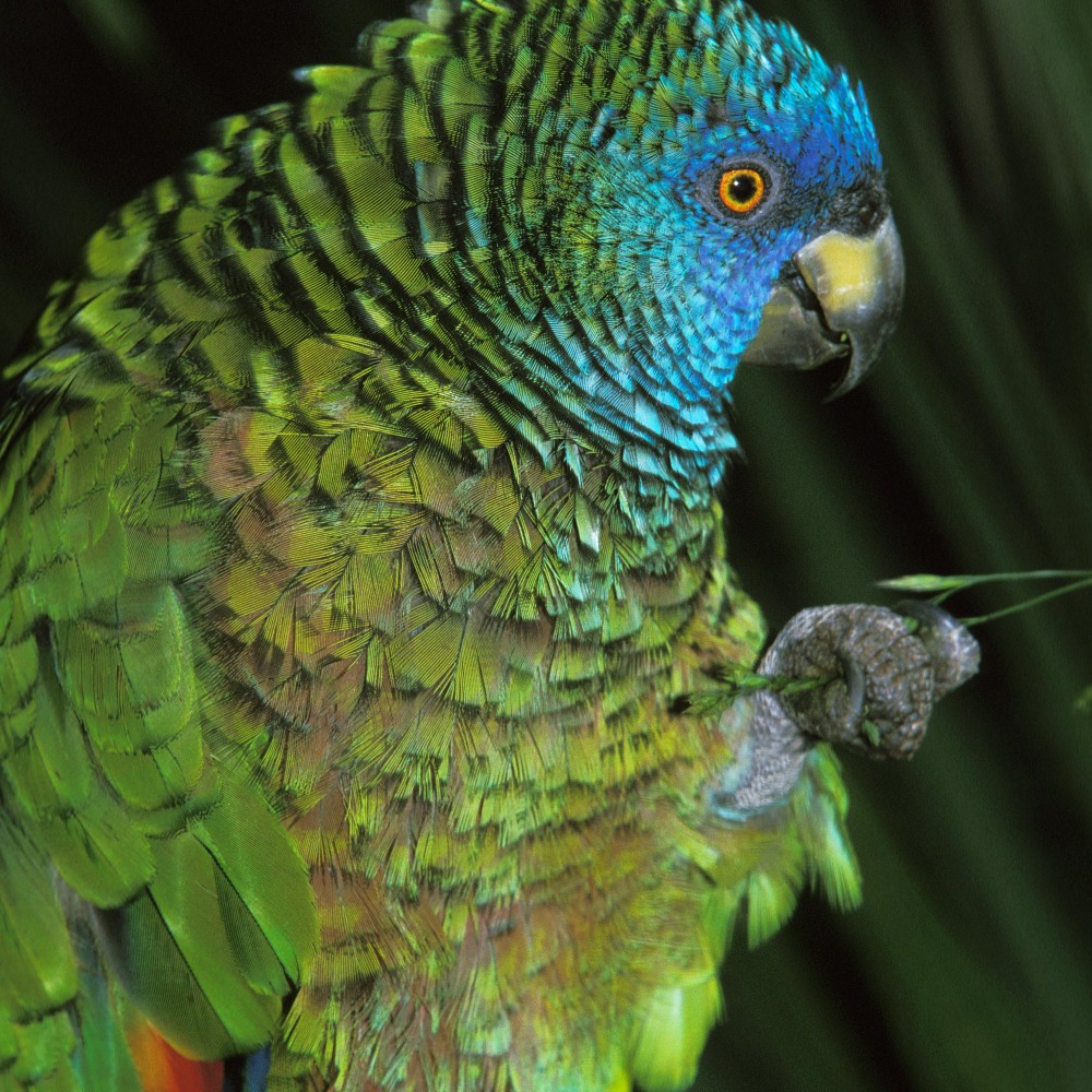 saint-lucia-parrot