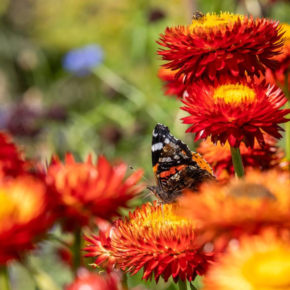 butterfly on flower
