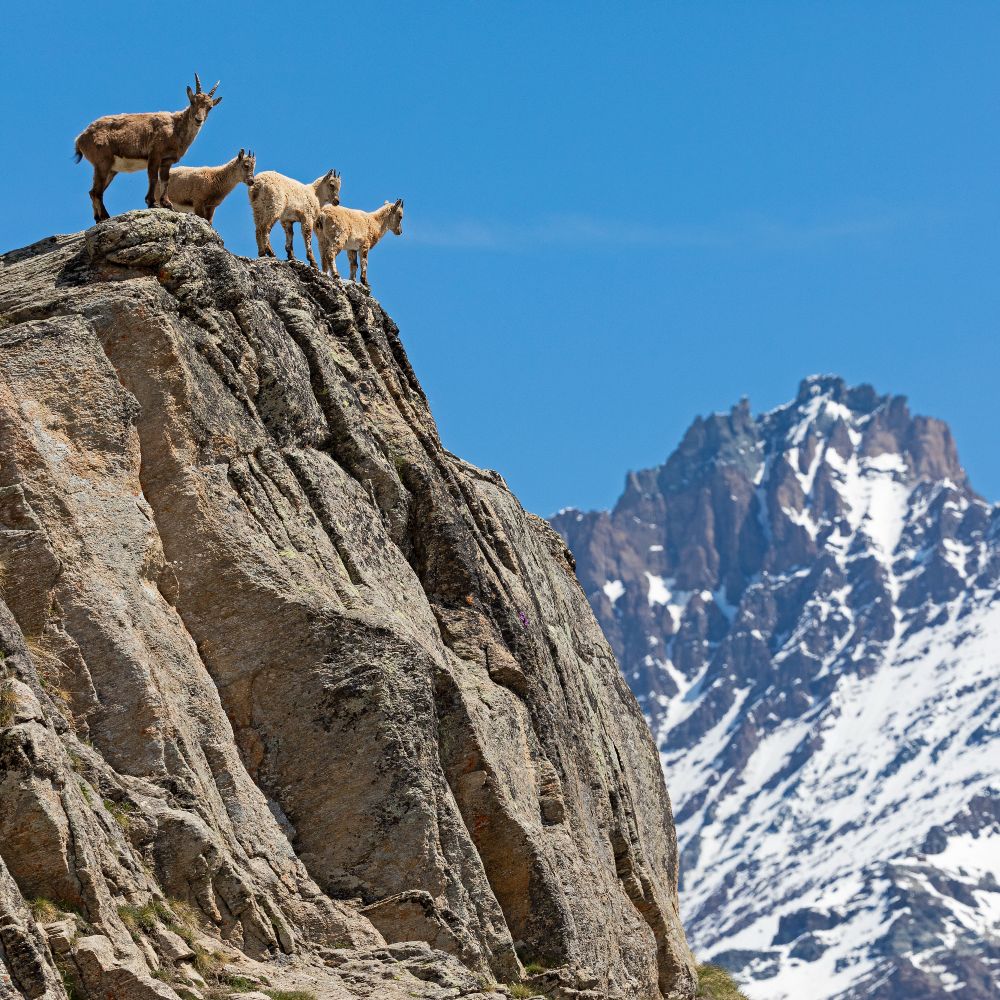 chamoix-gran-paradiso-national-park