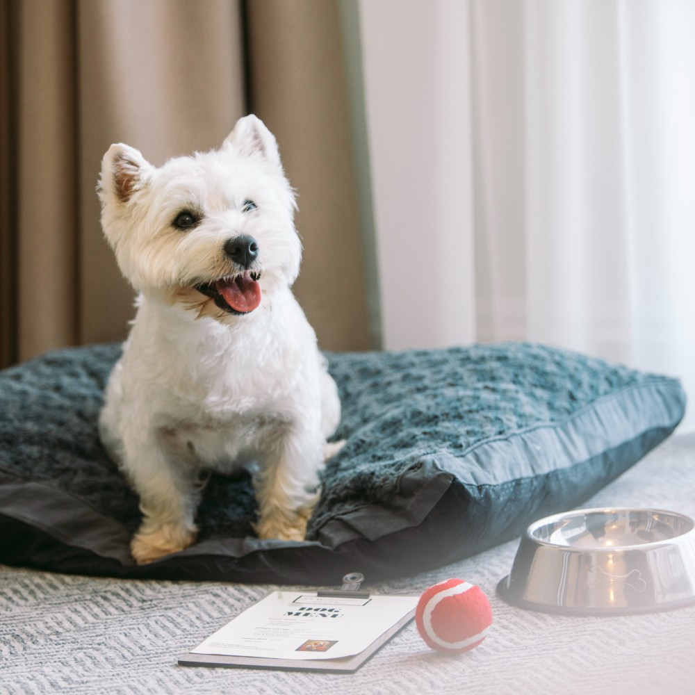 dog-easter-at-the-esplanade