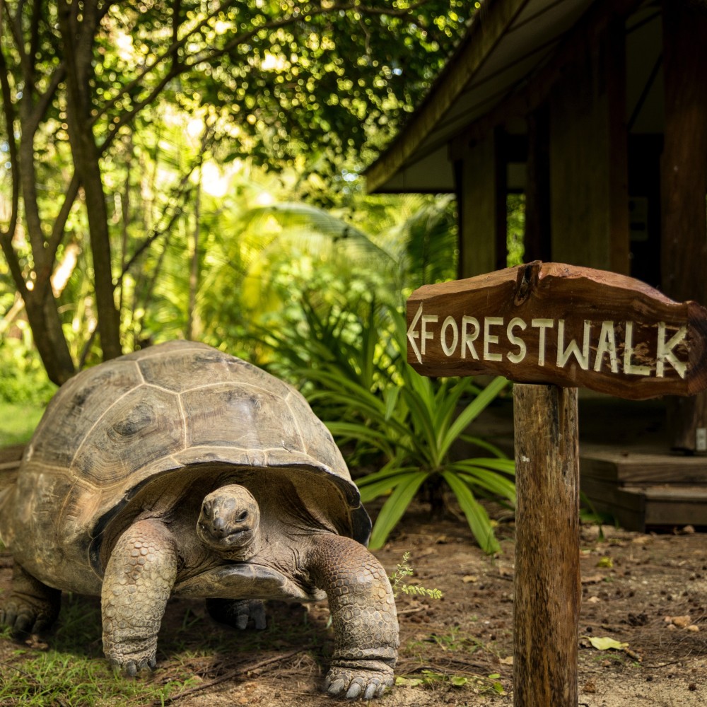 giant-tortoise-denis-private-island