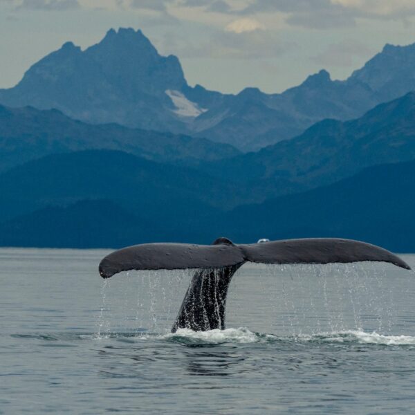 whale-alaska-pacific-northwest-family-holiday