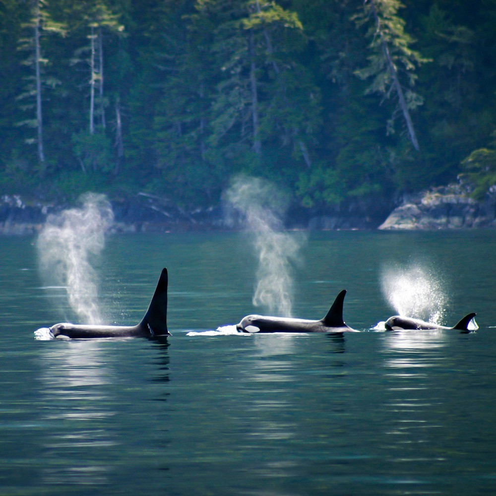 whales-vancouver-island-pacific-northwest-family-holiday