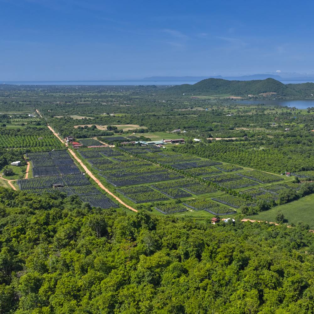 pepper farm kampot cambodia