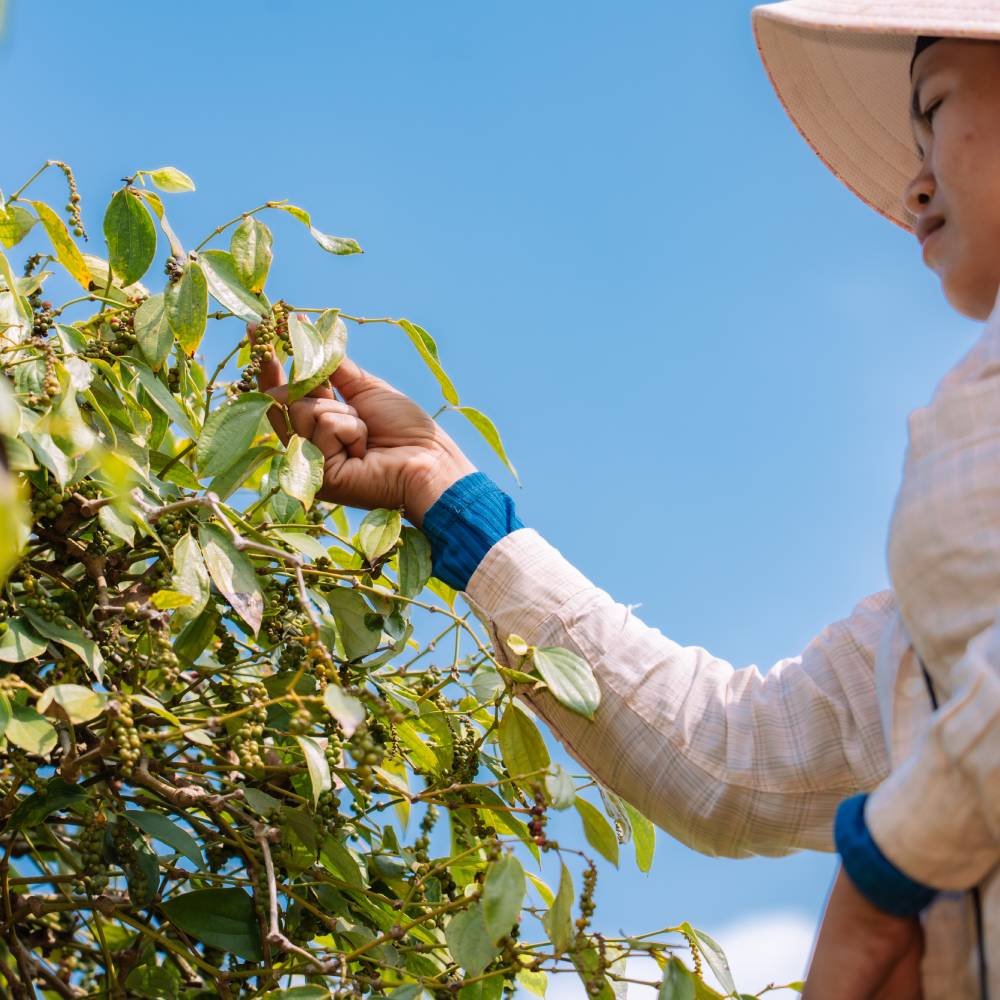 pepper farm worker kampot cambodia
