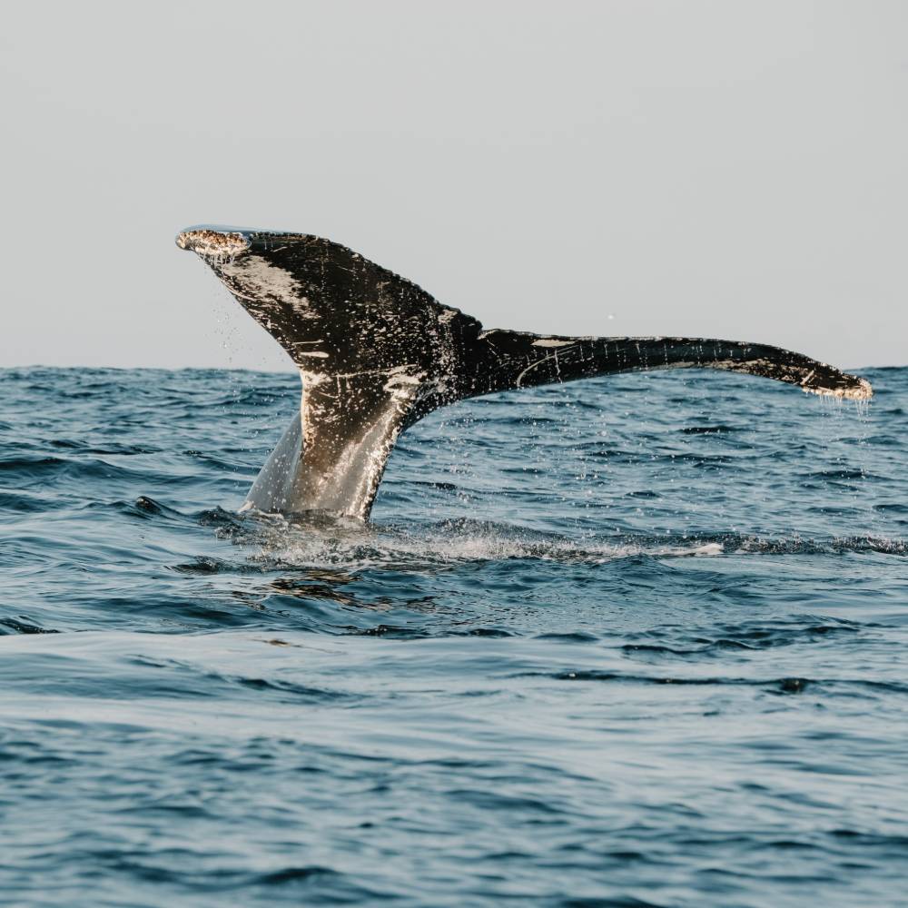 whale tail newfoundland and labrador