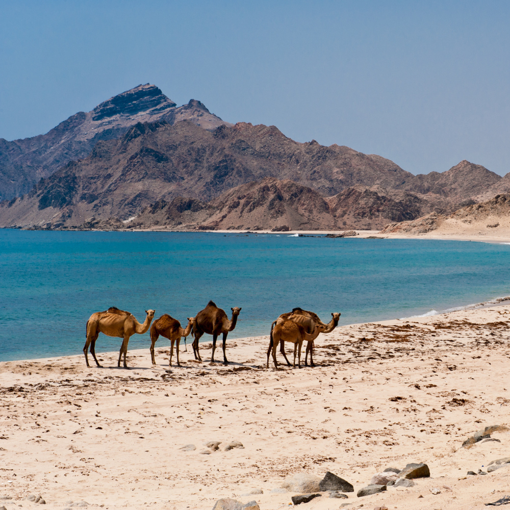 Salalah, Oman camels