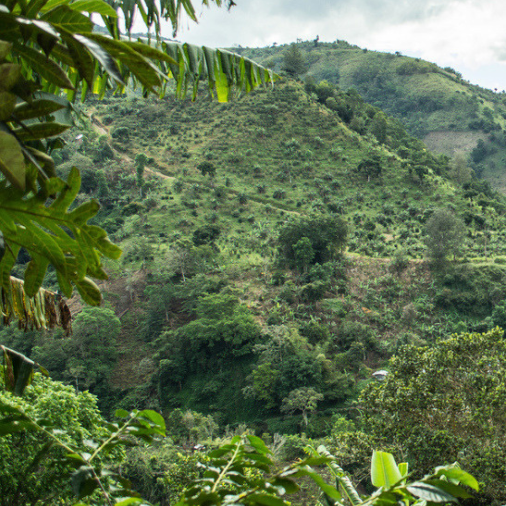 Blue Mountains jamaica