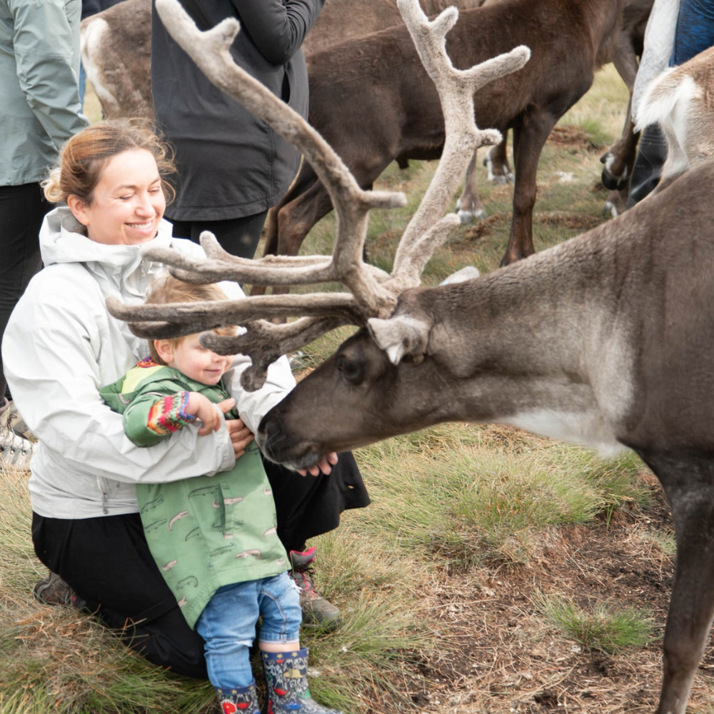 Meet the free-roaming reindeer in the Cairngorm