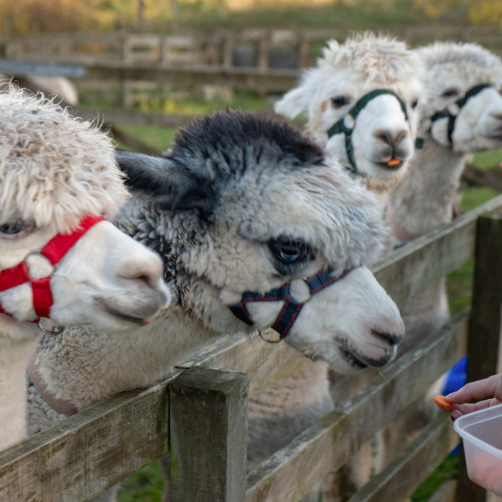 Meeting Mingary Castle alpacas