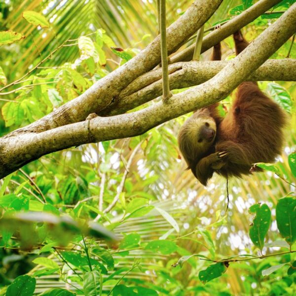 baby-sloth-jungle-costa-rica-adrian-valverde
