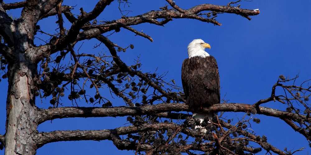 eagle-perched-on-tree-at-lake-oachita-state-park-arkansas