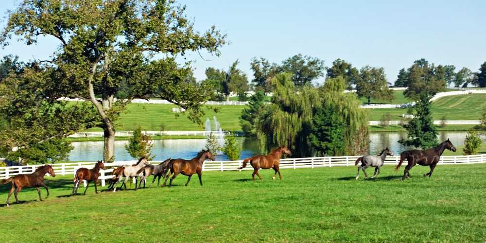 Kentucky family road trip Horse Farms Donamire Farm Horses Running 