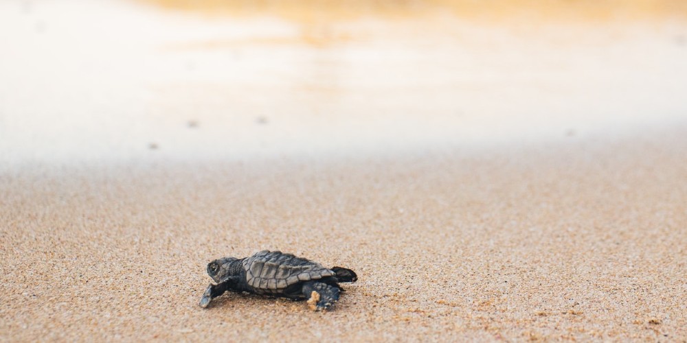 Baby Turtle making for sea at Ixtapa Pacific Coast Mexico