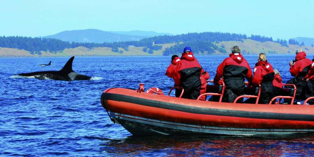 Club Med animal encounters whale watching on St Lawrence River Quebec