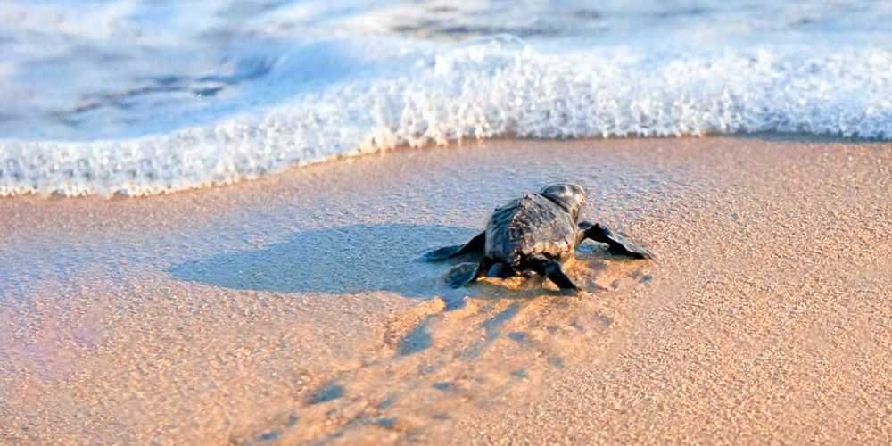 families watch turtles hatching at Ixtapa Pacific in Guerrero Mexico