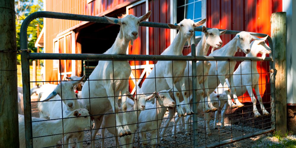 baetje-farms-goats-sunlit-farmyard-with-red-barn