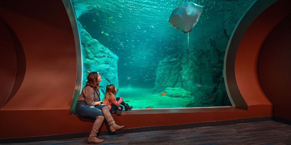 saint-louis-aquarium-woman-child-stingray-tank-tropical-fish