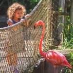 kids-watching-flamingos-nashville-zoo-tennessee-vacation