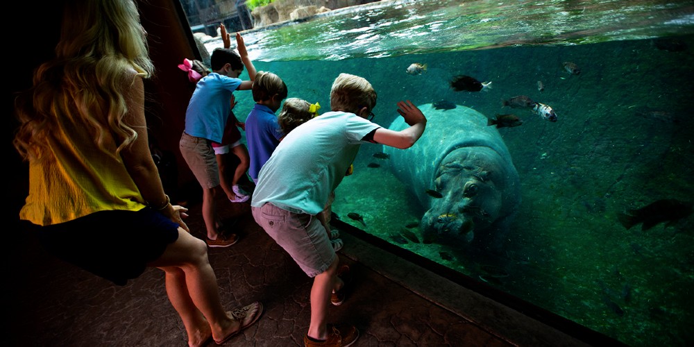 kids-watching-hippos-memphis-zoo-tennessee-2022